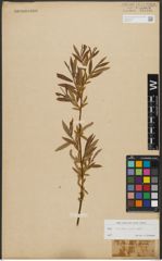 Foto von Salix triandra L. x Salix viminalis L.